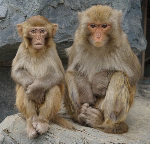 两猴子
