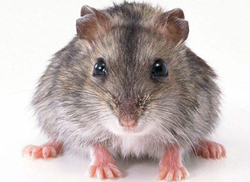 几点出生的老鼠最有福气 属鼠女几月出生最旺夫