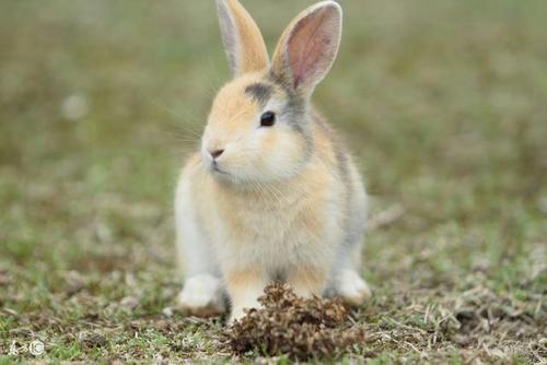 十兔九苦最命苦的兔几月出生 2023年兔宝宝几月出生最好