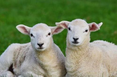 属羊人离不开的两个贵人是谁 79年羊43岁后两喜缠身