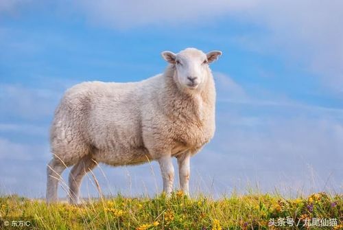 1,男五月羊和女四月羊婚配好吗:男属羊女属羊婚配好么