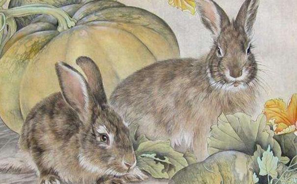 老鼠和兔子属相合不合鼠和兔子生肖相冲