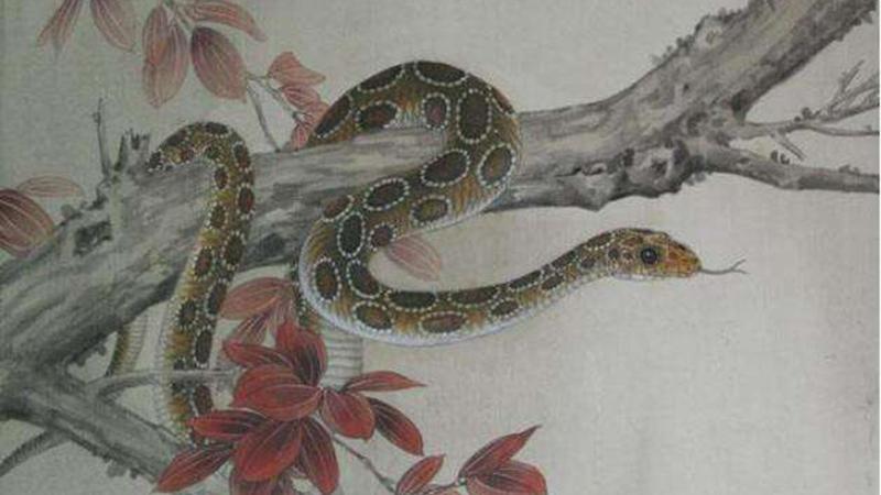 属蛇的女人性格:属蛇的女人天生兰心蕙质,温文儒雅,喜欢欣赏经典艺术