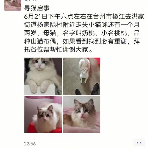 点左右在台州市椒江去洪家街道杨家陇村附近走失小猫咪还有一个月两岁