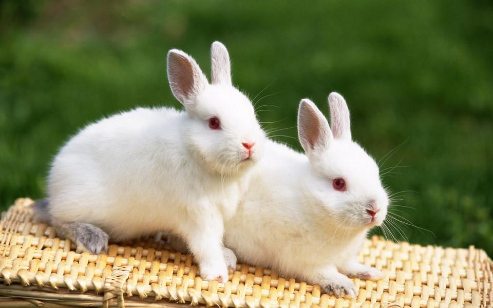 哪一年的兔子最好命 五行兔哪种兔最好