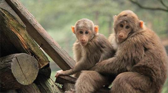 中生动地描绘了两只猴,母猴侧蹲着呈现坐立状,母猴微微转过它的头似乎