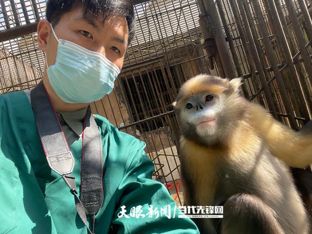 国际珍稀动物保护日贵州太平镇饲养员杨伟守护萌萌哒黔金丝猴