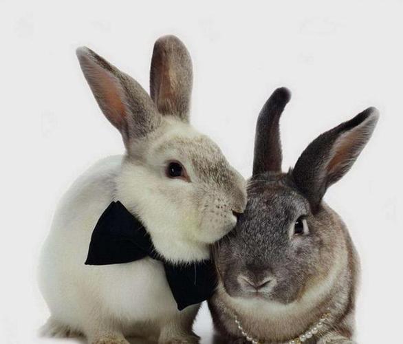 属兔的配偶最佳人选是什么