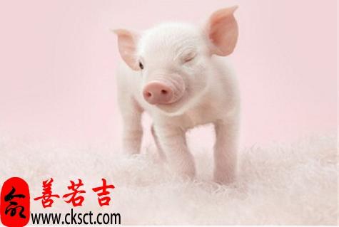 2023年属猪人的全年每月运势 2023年最旺的生肖猪