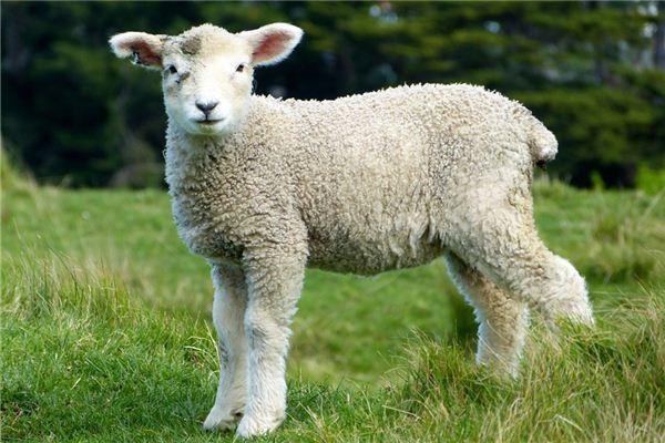 2023年生肖羊运势详解(2023年属羊每个月的运势)