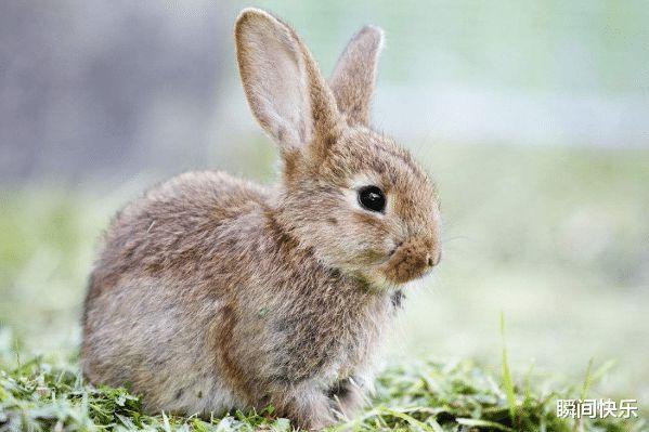 属兔的几月出生旺人旺己 属兔哪月出生是上等之命