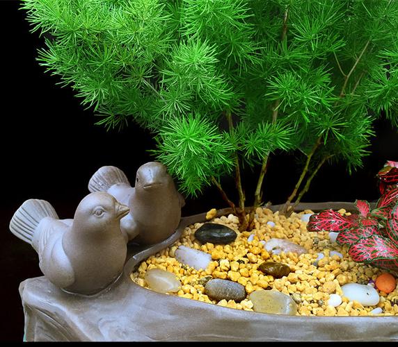 展示与对比:蓬莱松盆栽包邮绿植客厅室内桌面盆栽四季常青生肖猴家庭