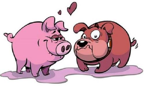 属猪人2023年的爱情:遇到正缘几率高