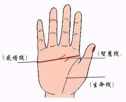 手纹两条智慧线 手有两条智慧线是怎么回事