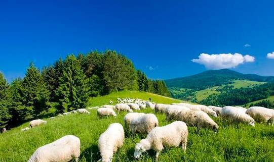 原创致属羊人的终生宿命下半辈子该依靠谁家有属羊的人进来看看