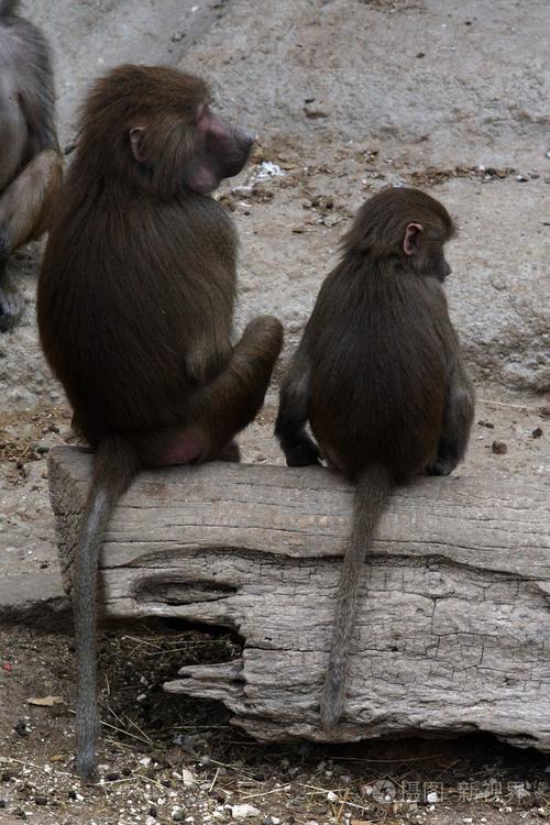坐在一根圆木两只猴子