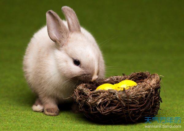 属兔的真爱是什么生肖 十二生肖中,属兔的人在爱情上是什么性格?