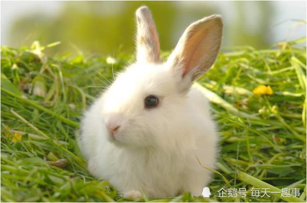 属兔命大富大贵的三大出生日 属兔什么时候出生最好命
