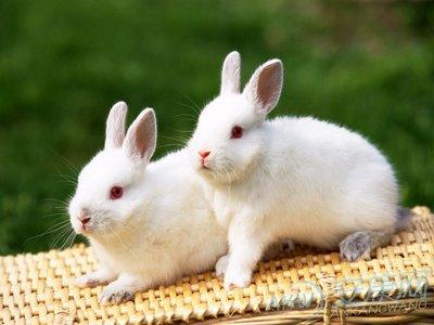 1951年的属兔人是什么命1951年属兔的人2023年运程