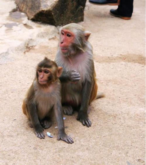 这两只猴子我就真心不知道在干嘛了.